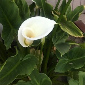 Meet your Posher, Jo-ann